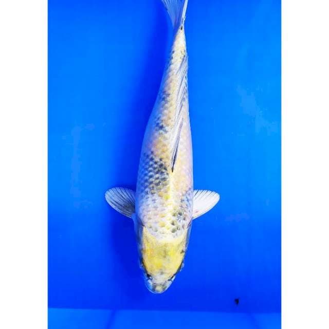 Kin showa 32 cm