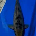 Asagi Munuk f1..37cm male.