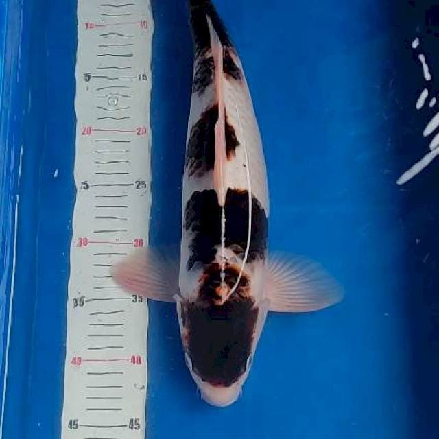 Budo goromo 44cm