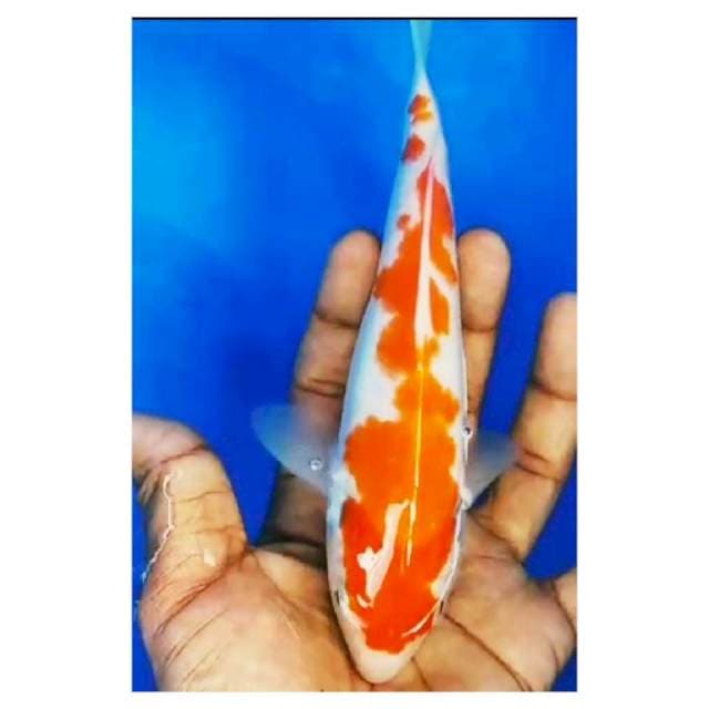Kohaku 20cm