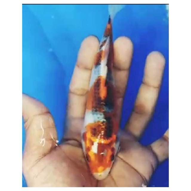 Kujaku, 17cm