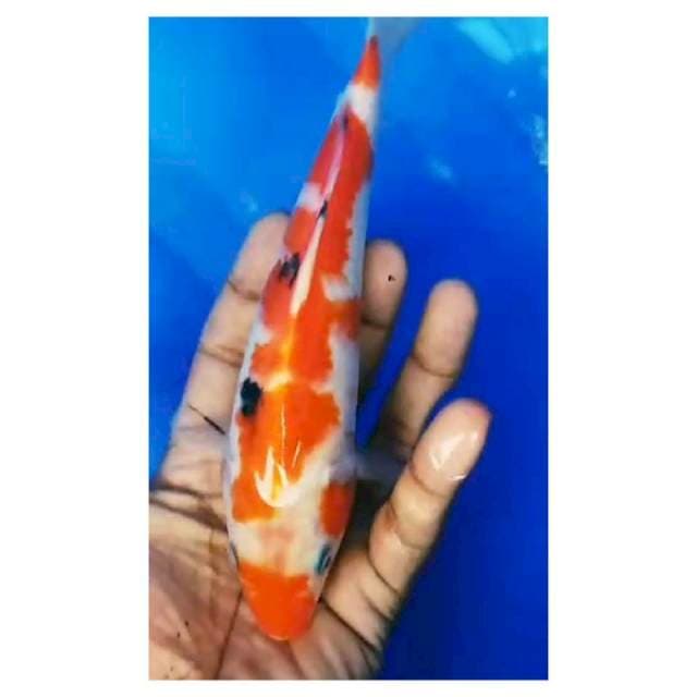 Sanke 23cm