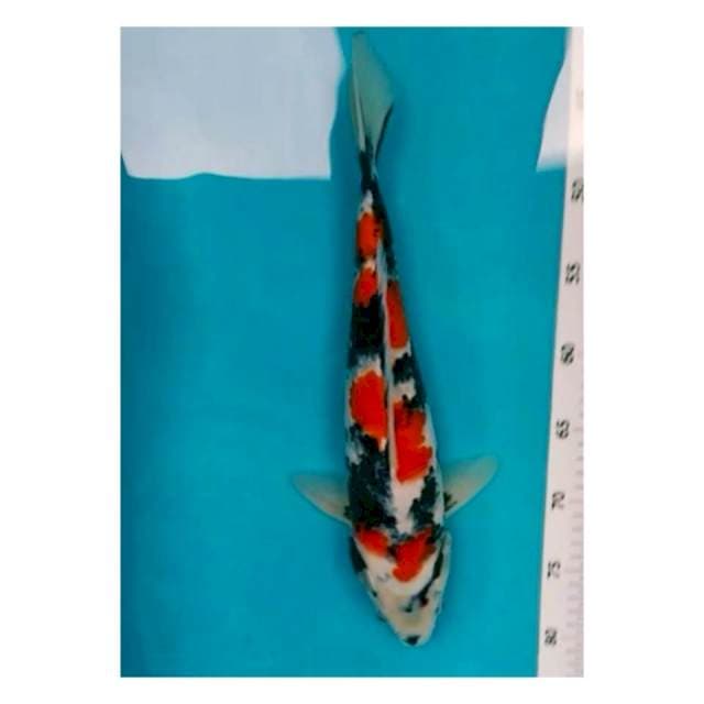 ~SHOWA JOS 40CM