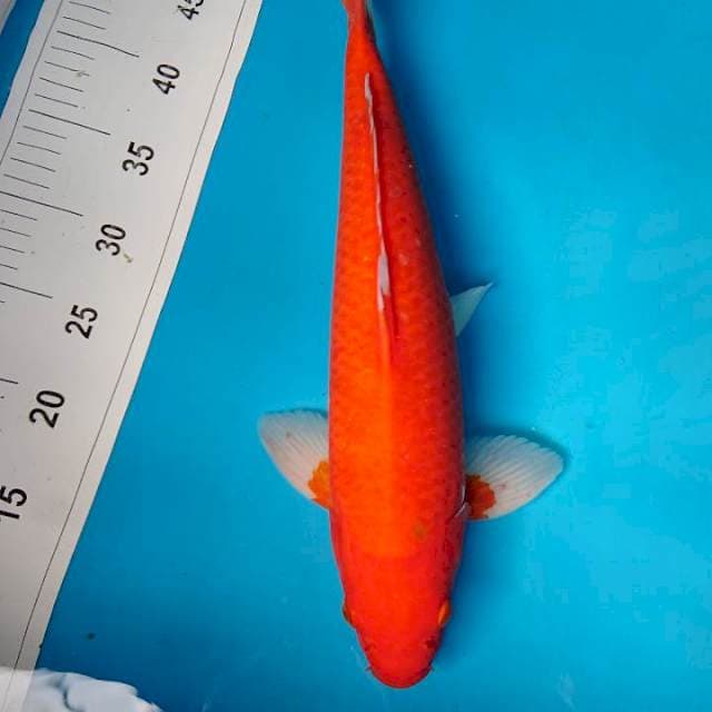 AKA HAJIRO  STRONG 42 cm