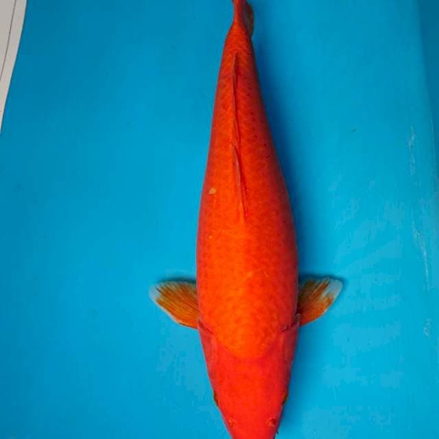 BENIGOI 42 cm