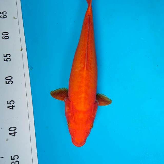 DOITSU BENIGOI 35 cm