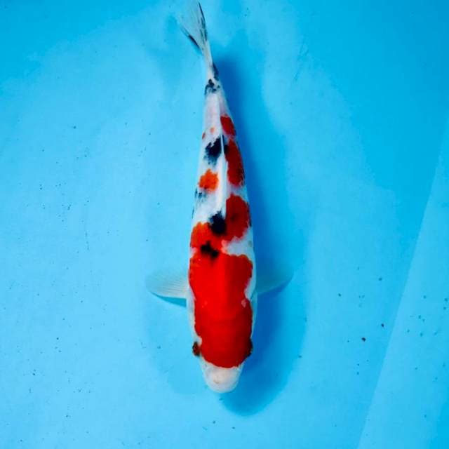 Sanke, male 24 cm
