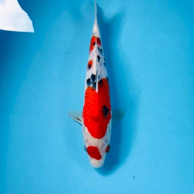Sanke, 28 cm