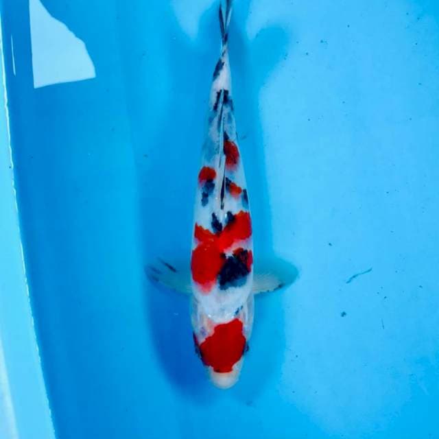 Sanke, 25 cm