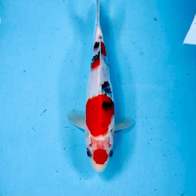 Sanke, 23 cm