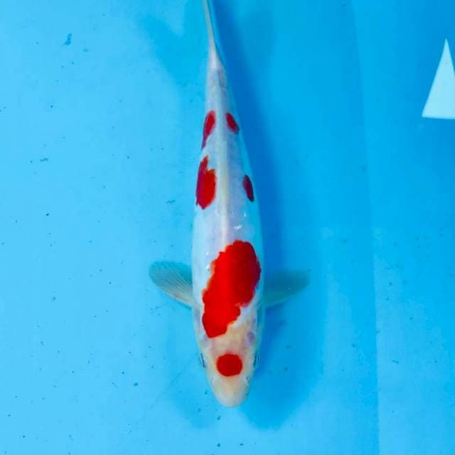 Kohaku doitsu, male 25 cm