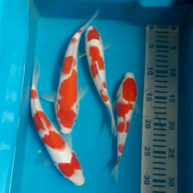 Kohaku 20-25 cm 4 ekor