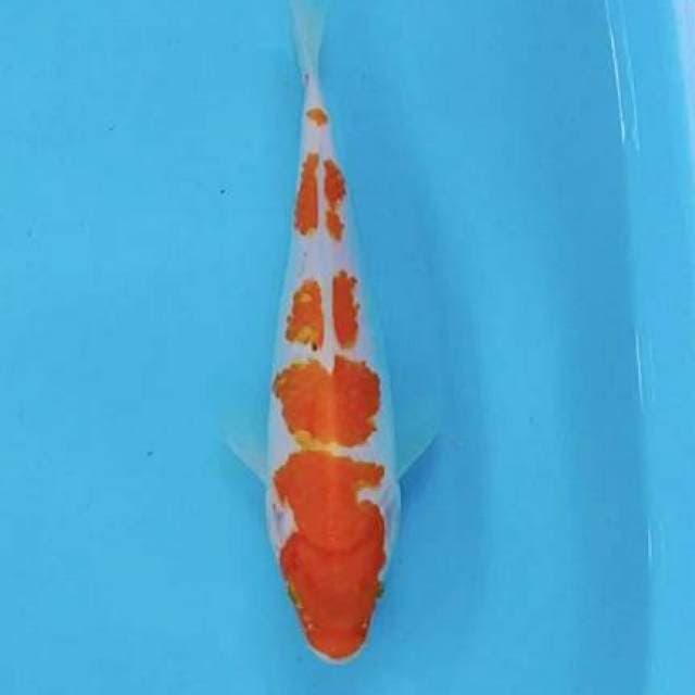 Kohaku 24cm