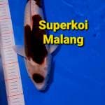 Maruten Goromo Ginrin 45 cm 