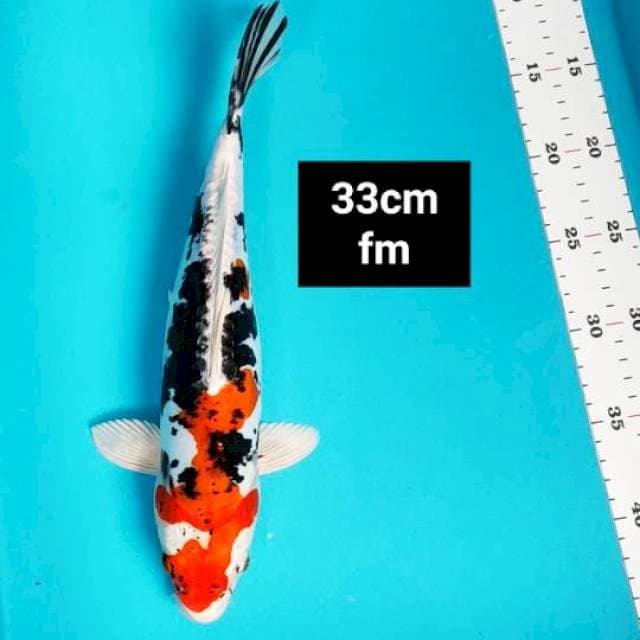 Heisei nishiki 33cm