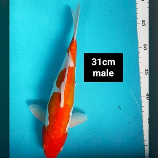 Doitsu kohaku 31cm male