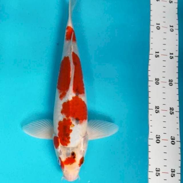Maruten goshiki 33cm male