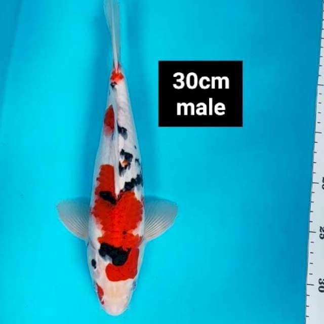 Sanke strong 30cm male