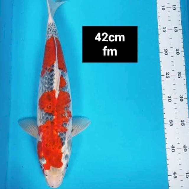 Goshiki strong 42cm