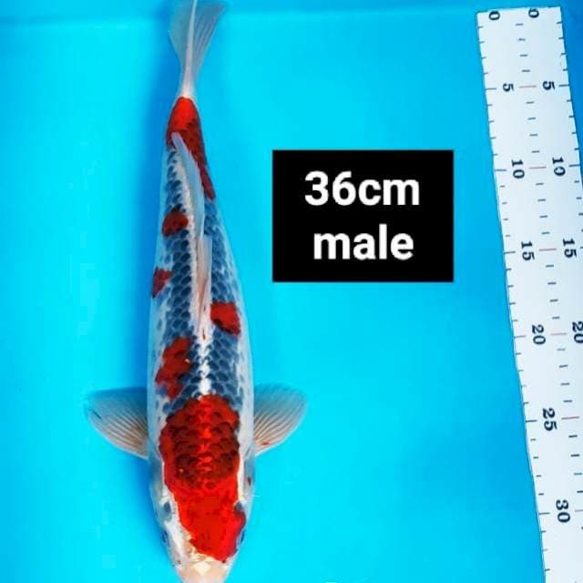 Goshiki super 36cm male