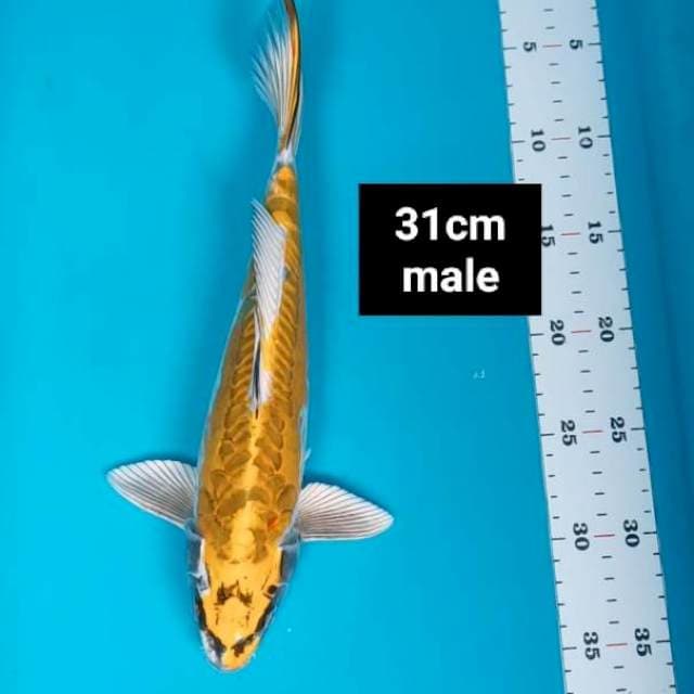 Yellow kawari 31cm male