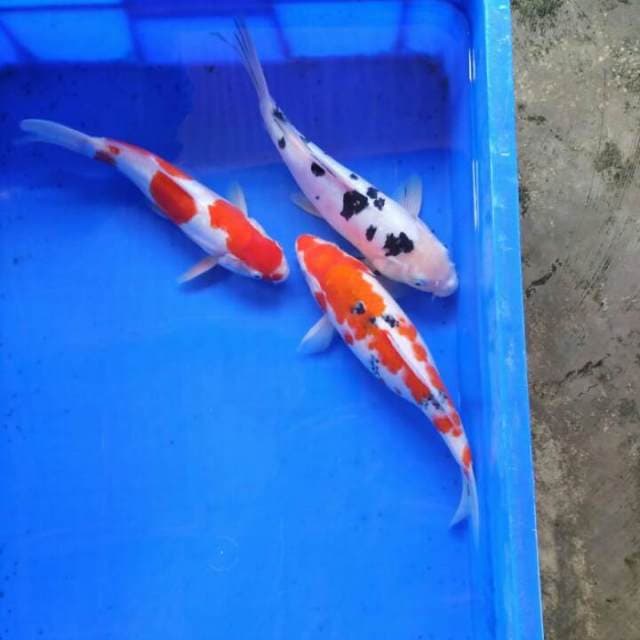 Mix 25 cm