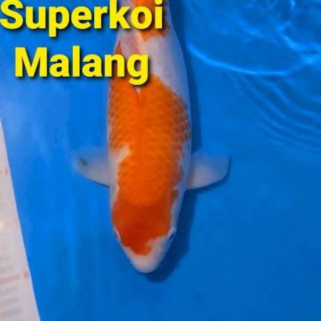 Kohaku Bulky