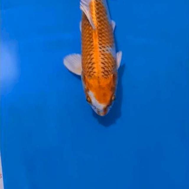 Kujaku