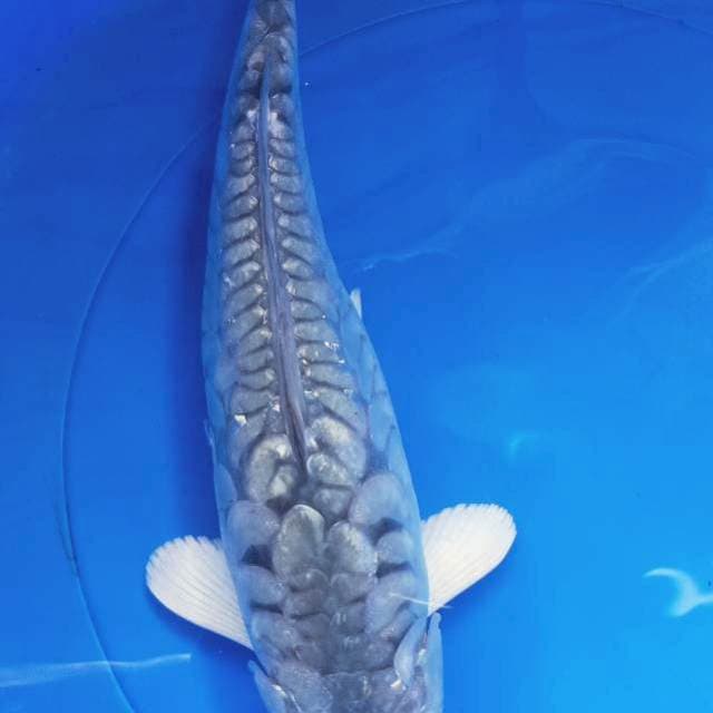 SORAGHOI ARAGOKE