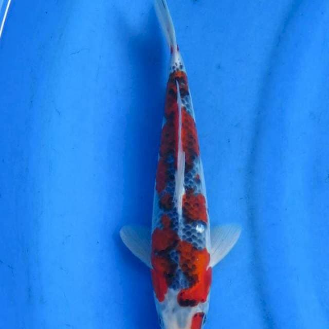 Goshiki 24cm