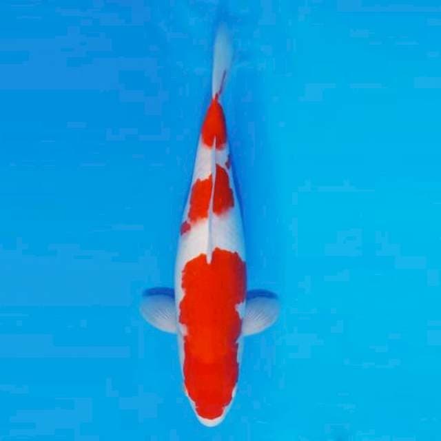 HANA 2 - KOHAKU ®