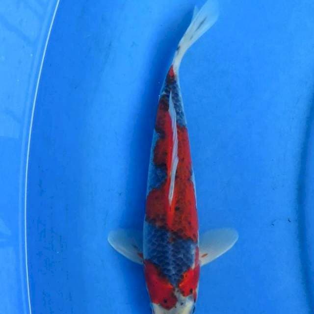 Goshiki 25cm original patern