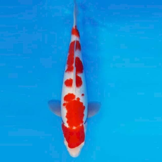 HANA 9 - KOHAKU ®