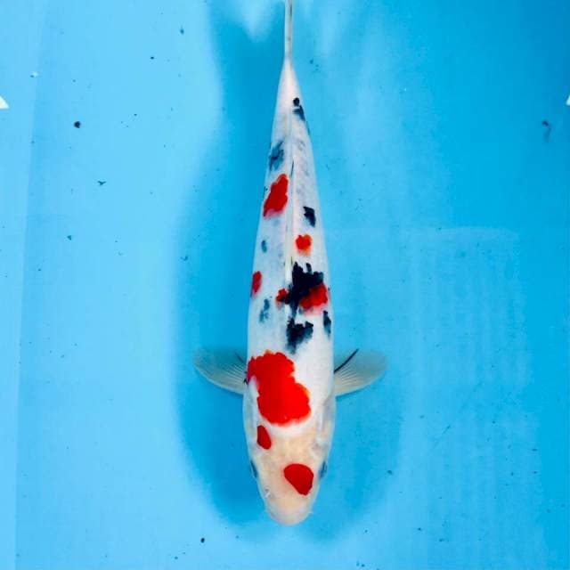 Sanke, 28 cm