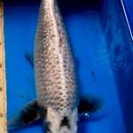 Jumbo Mukashi Male 45 Up Body Torpedo