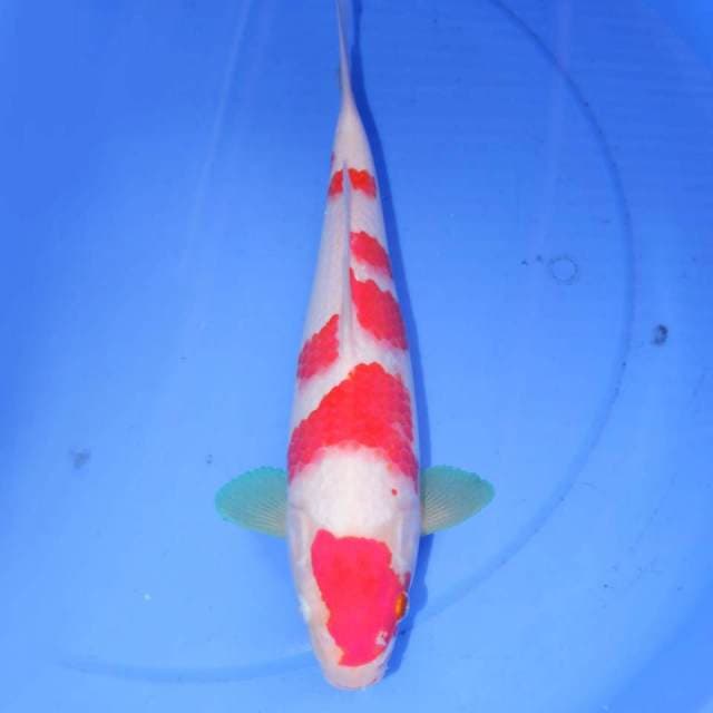 32CM KOHAKU BAGUS