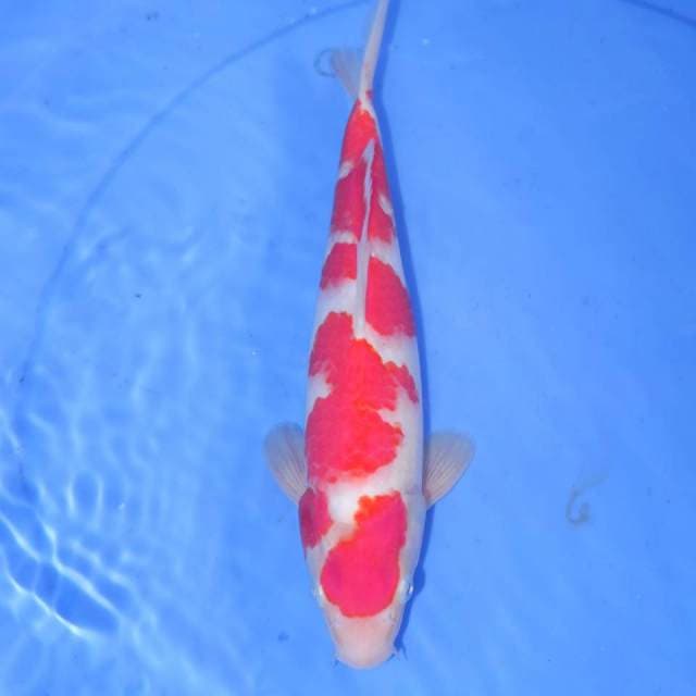 KOHAKU SAKURA MERAH