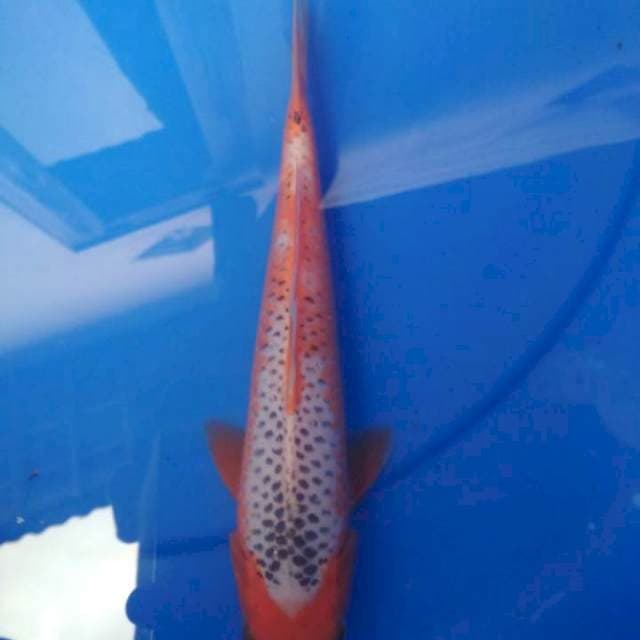 Asagi 25cm