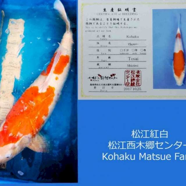 Jumbo Kohaku 60BU