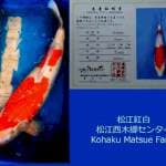 Jumbo Kohaku 60BU