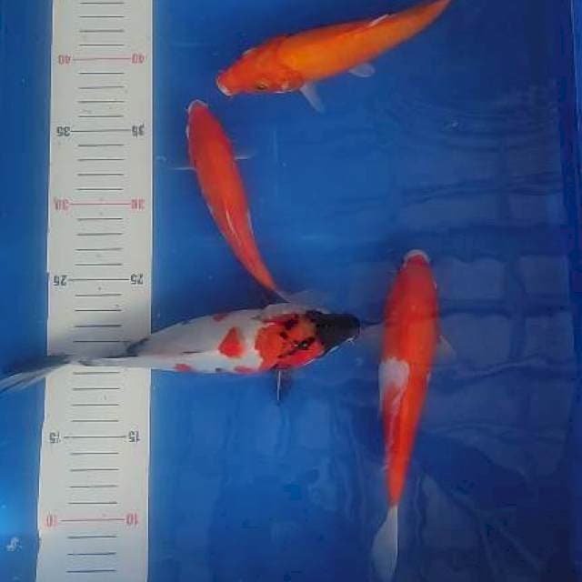 Paket mix 17-22cm