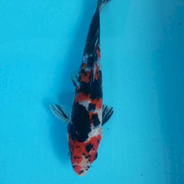 Showa 21 cm