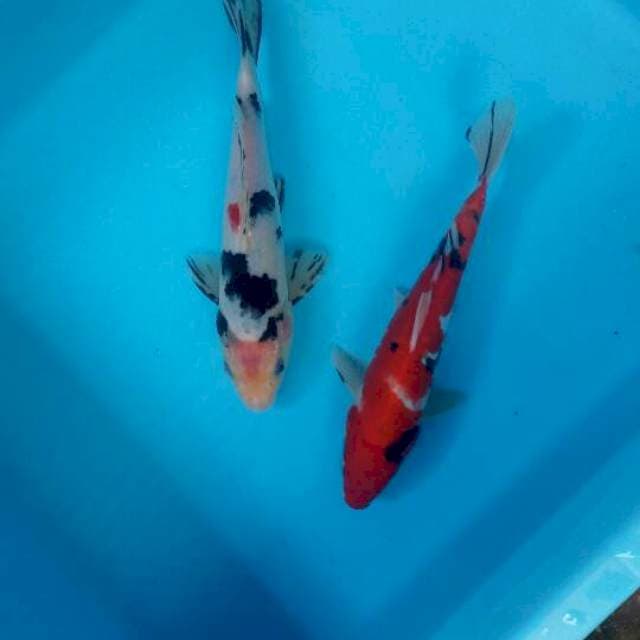 Mix koi 20-21 cm