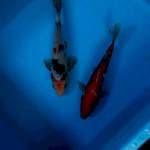 Mix koi 20-21 cm