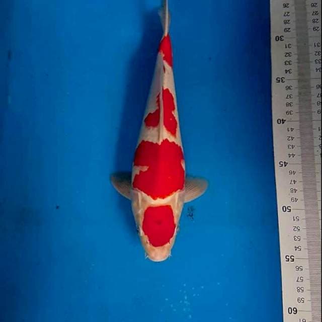Maruten kohaku cut Sdah kering garansi tdk balik