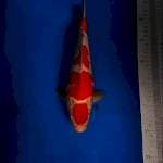 Maruten kohaku cut Sdah kering garansi tdk balik