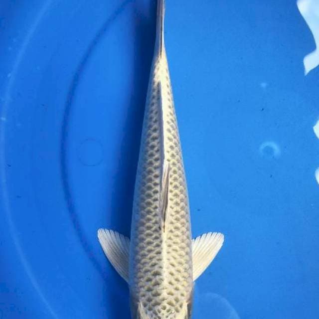 YELLOW MUKASI 32 cm