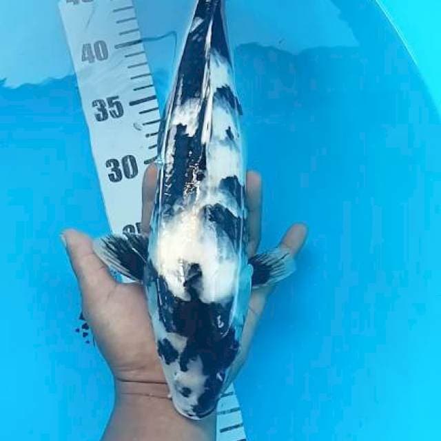 Shiro 35cm