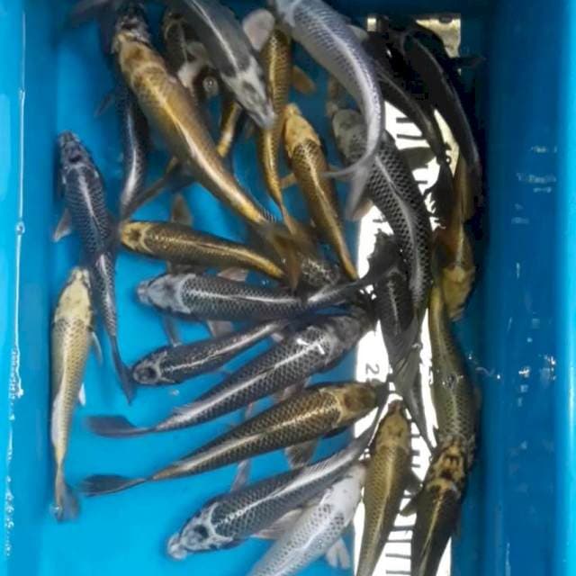 Polosan 17-25 cm 25 ekor