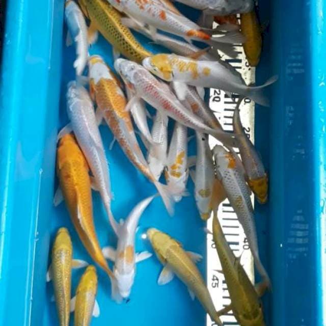 Mix 15-25 cm 25 ekor